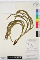 登錄號:BP03626藏品圖，第1張