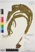 登錄號:BP03627藏品圖，第1張