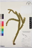 登錄號:BP03628藏品圖，第1張