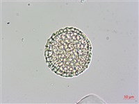 日本女貞、琉球女貞藏品圖，第1張