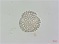 日本女貞、琉球女貞藏品圖，第2張