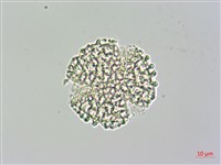 日本女貞、琉球女貞藏品圖，第3張