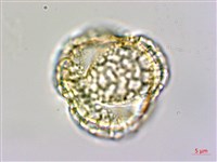 珊瑚樹藏品圖，第2張