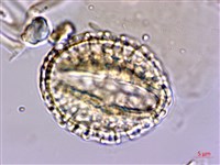 珊瑚樹藏品圖，第3張