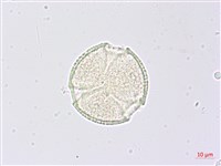 三葉山香圓藏品圖，第1張