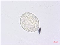 三葉山香圓藏品圖，第2張