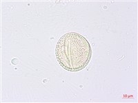 三葉山香圓藏品圖，第3張