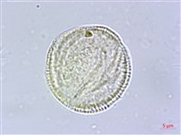 交趾衛矛藏品圖，第1張