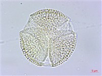 交趾衛矛藏品圖，第2張