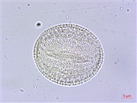 交趾衛矛藏品圖，第3張