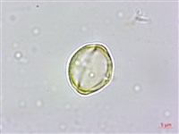 天料木藏品圖，第2張