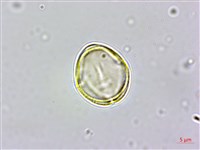 天料木藏品圖，第3張