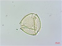 蘭嶼胡桐藏品圖，第1張