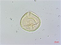 蘭嶼胡桐藏品圖，第2張