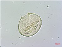 蘭嶼胡桐藏品圖，第3張