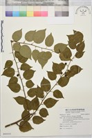 亞洲濱棗藏品圖，第1張