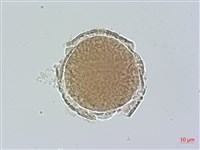 蒲瓜樹、炮彈果藏品圖，第1張