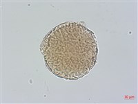 蒲瓜樹、炮彈果藏品圖，第3張