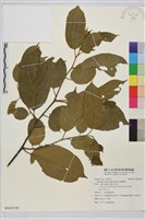 桶鉤藤藏品圖，第1張