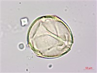 月橘藏品圖，第1張