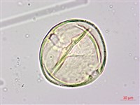 月橘藏品圖，第2張