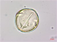 月橘藏品圖，第3張