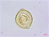 蘭嶼福木、林氏福木藏品圖，第2張