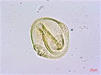 蘭嶼福木、林氏福木藏品圖，第3張