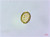 杏葉石櫟、校栗、校櫟藏品圖，第1張