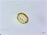 杏葉石櫟、校栗、校櫟藏品圖，第3張