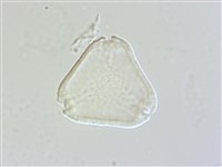 十子木、加入舅藏品圖，第2張