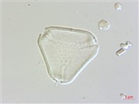 十子木、加入舅藏品圖，第3張