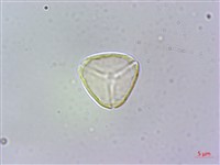 小葉赤楠藏品圖，第1張