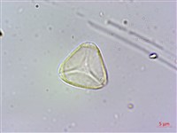 小葉赤楠藏品圖，第2張