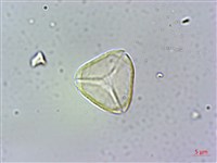 小葉赤楠藏品圖，第3張