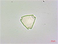 呂宋毛蕊木藏品圖，第1張