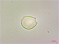 呂宋毛蕊木藏品圖，第2張