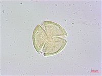 瓊崖海棠、胡桐藏品圖，第2張