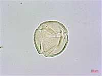 瓊崖海棠、胡桐藏品圖，第3張