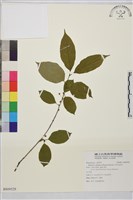 中原氏鼠李藏品圖，第1張