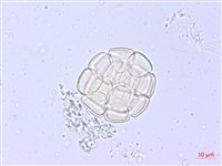 藤相思藏品圖，第2張