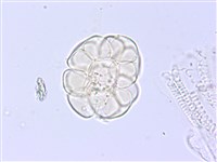 藤相思藏品圖，第3張