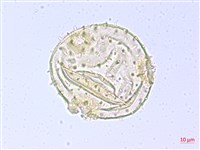 翅子樹、裡白翅子樹、臺灣翅子樹藏品圖，第2張
