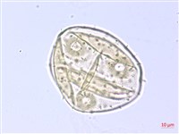 翅子樹、裡白翅子樹、臺灣翅子樹藏品圖，第3張
