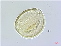 菲律賓胡頹子藏品圖，第2張