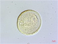 菲律賓胡頹子藏品圖，第3張