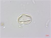 森氏紅淡比藏品圖，第1張