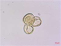 砲彈樹藏品圖，第1張