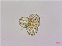 砲彈樹藏品圖，第2張