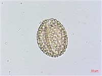 山檳榔藏品圖，第1張